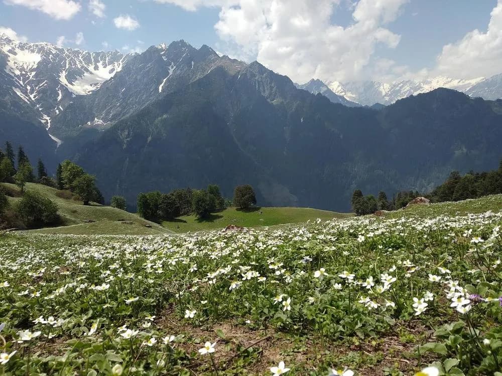 A wide alpine meadow of white wildflowers below snow-capped mountains