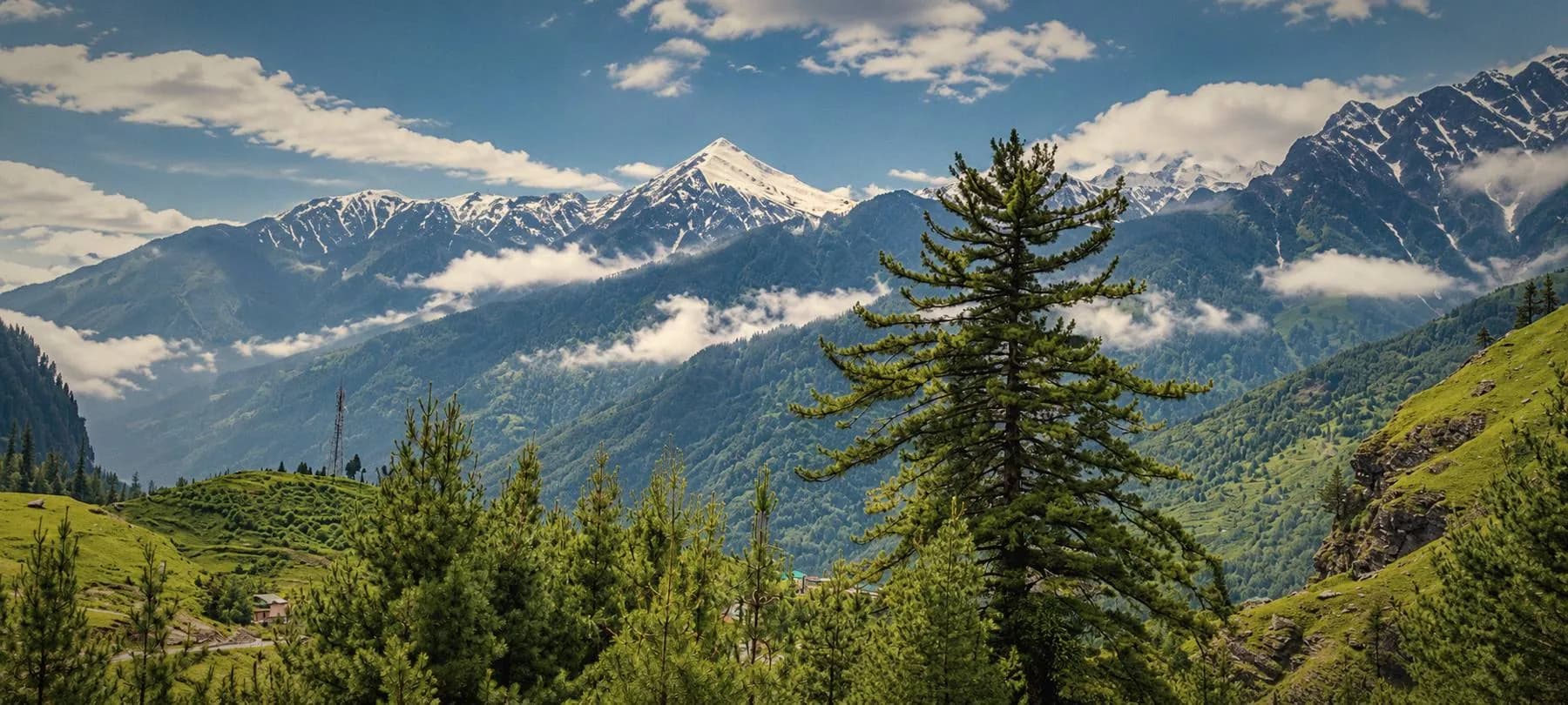 Panorama of snow-capped Himalayan peaks above green valleys with a tall pine in the foreground